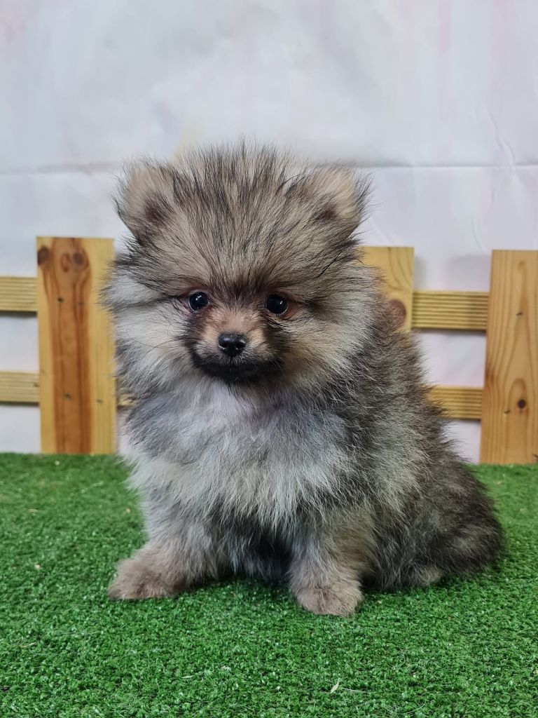du mont de la chenaie - Chiots disponibles - Spitz allemand