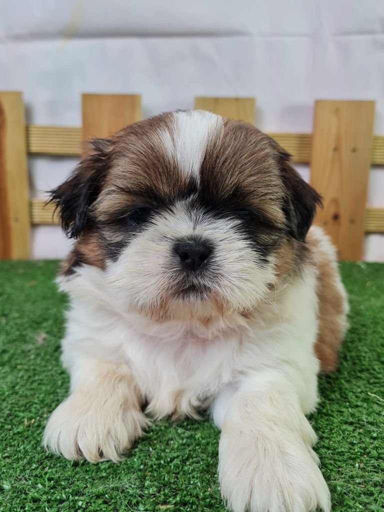 du mont de la chenaie - Chiots disponibles - Shih Tzu