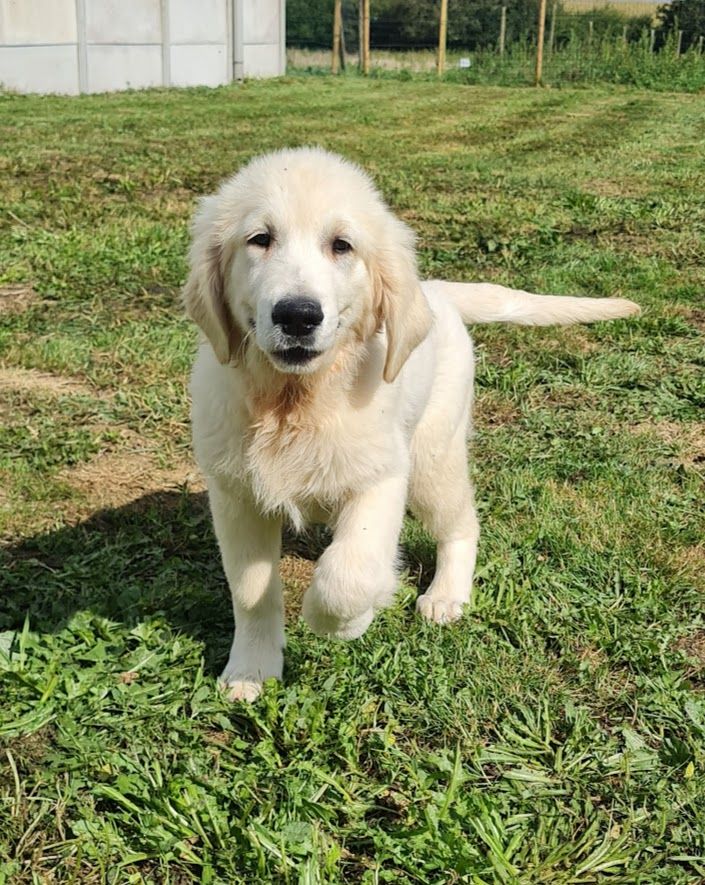 du mont de la chenaie - Golden Retriever - Portée née le 03/06/2023