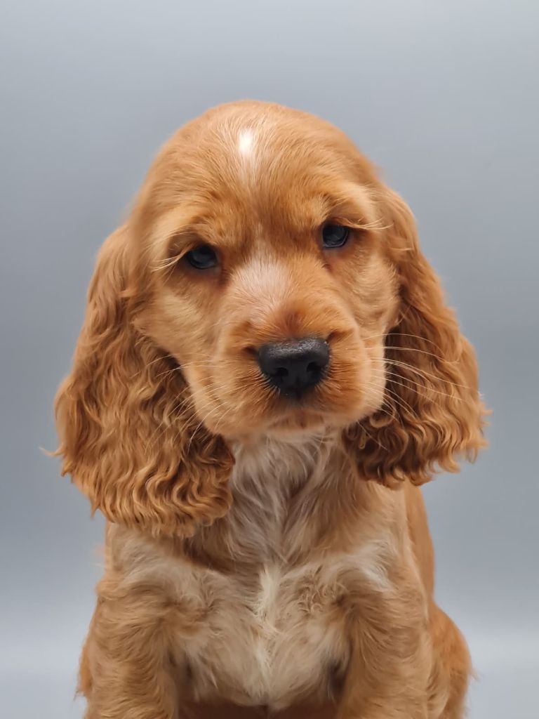 du mont de la chenaie - Chiots disponibles - Cocker Spaniel Anglais