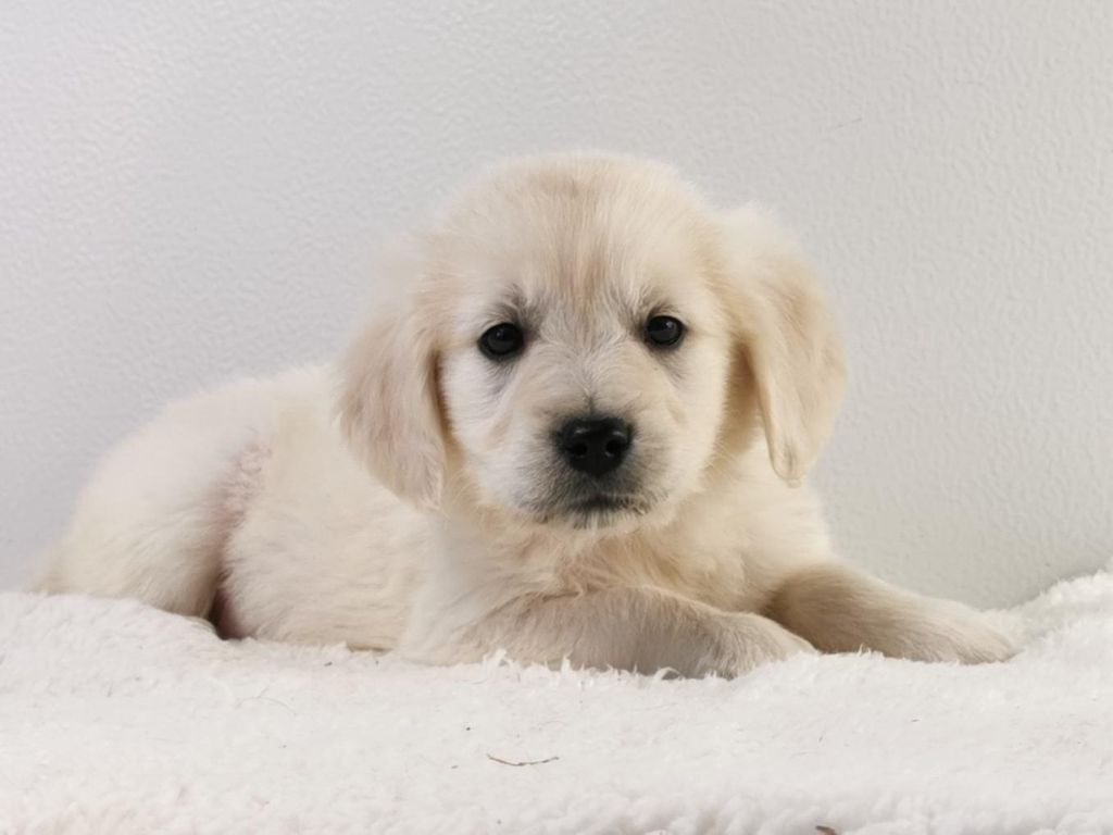 du mont de la chenaie - Golden Retriever - Portée née le 20/10/2021
