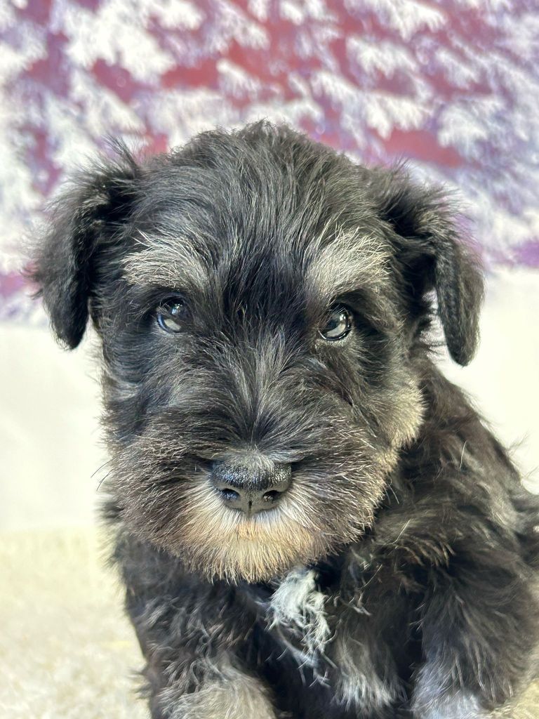 du mont de la chenaie - Schnauzer miniature - Portée née le 27/01/2025
