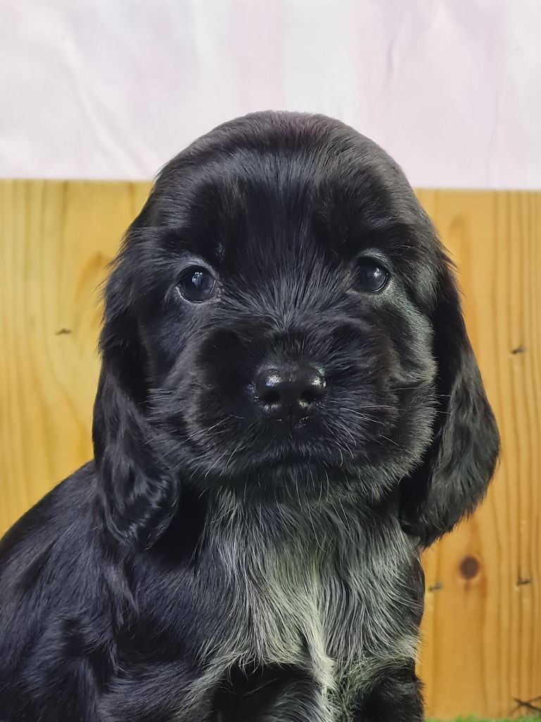 du mont de la chenaie - Chiots disponibles - Cocker Spaniel Anglais