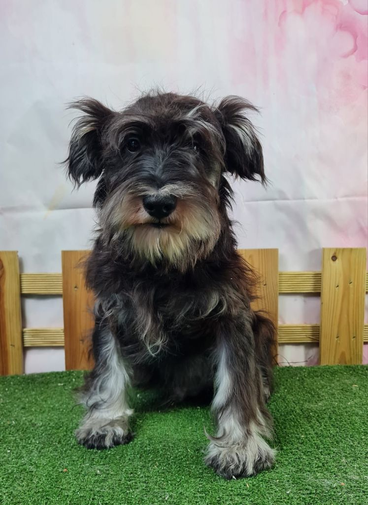 du mont de la chenaie - Chiots disponibles - Schnauzer miniature