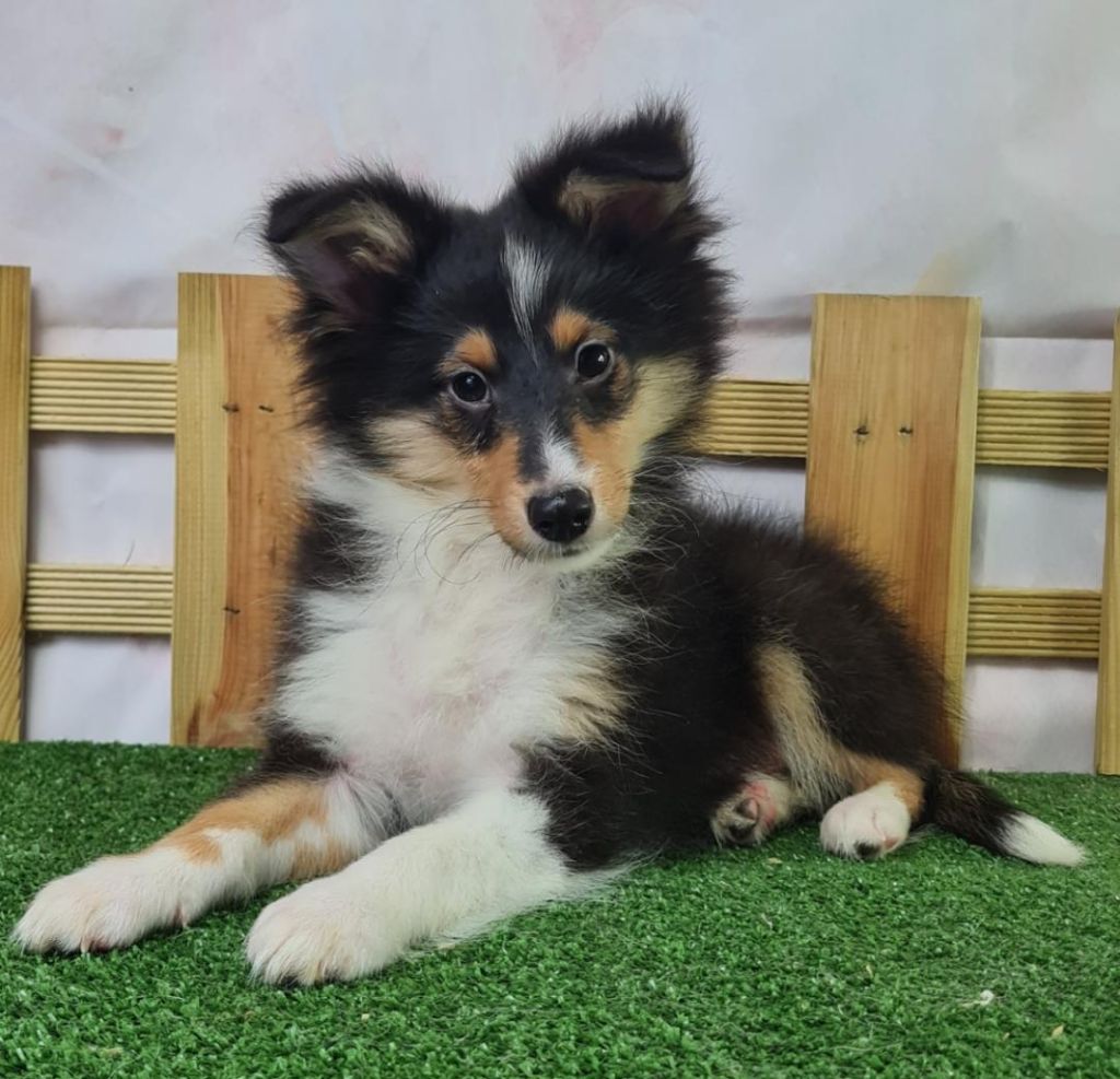 CHIOT 4