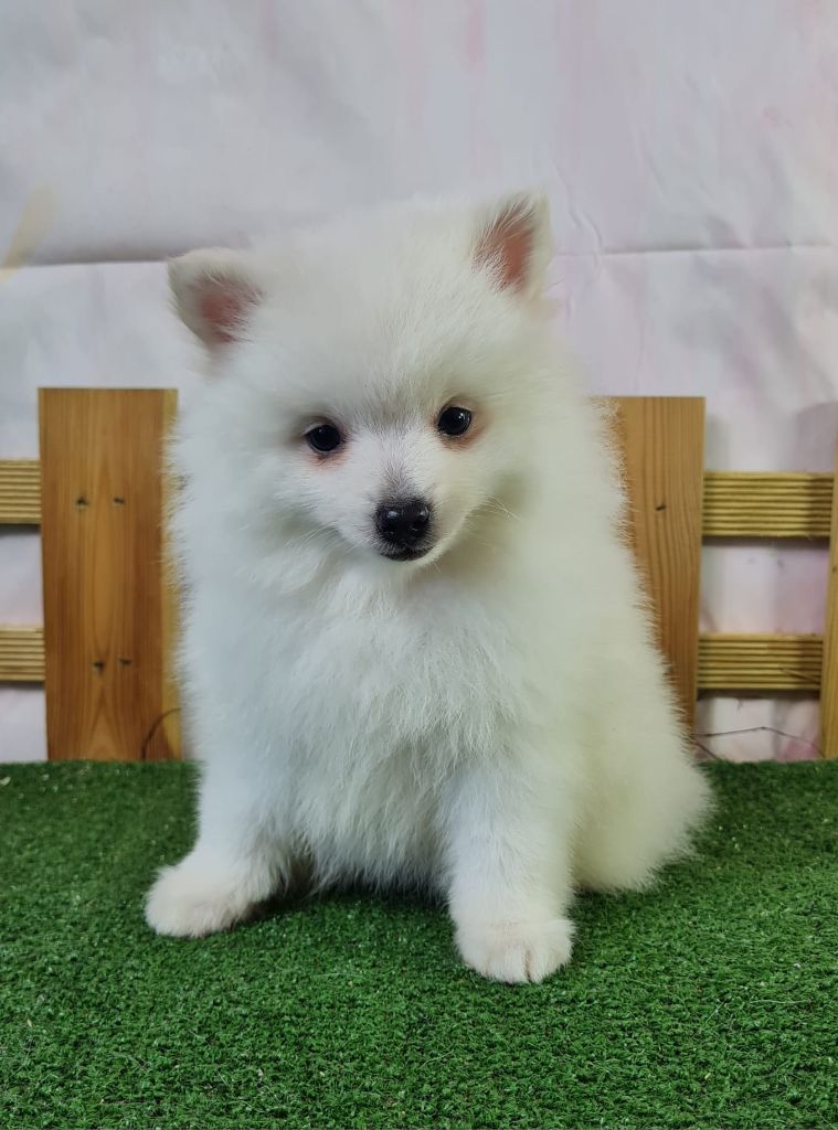 du mont de la chenaie - Chiots disponibles - Volpino Italiano
