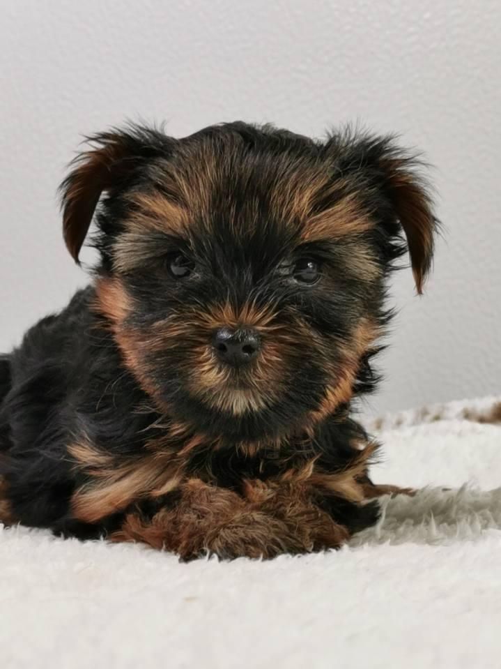 du mont de la chenaie - Yorkshire Terrier - Portée née le 04/10/2021