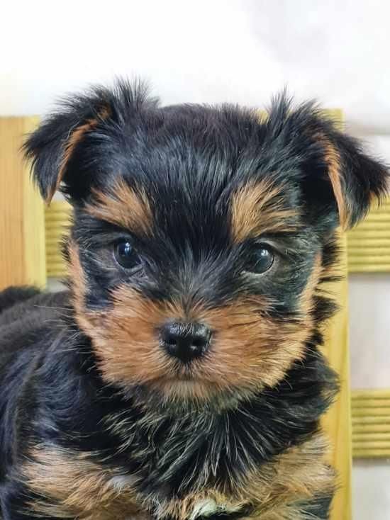 du mont de la chenaie - Yorkshire Terrier - Portée née le 01/03/2024