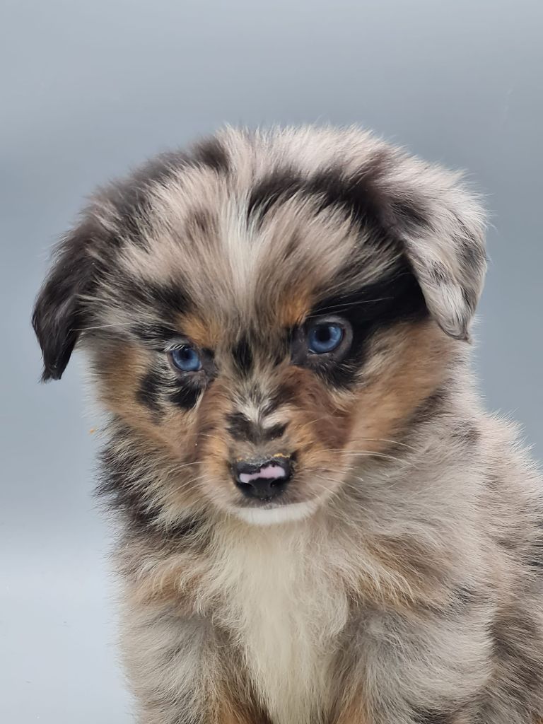 du mont de la chenaie - Berger Américain Miniature  - Portée née le 02/09/2025