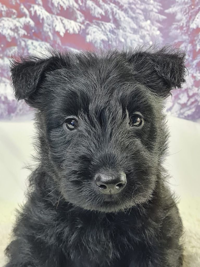 du mont de la chenaie - Chiots disponibles - Scottish Terrier