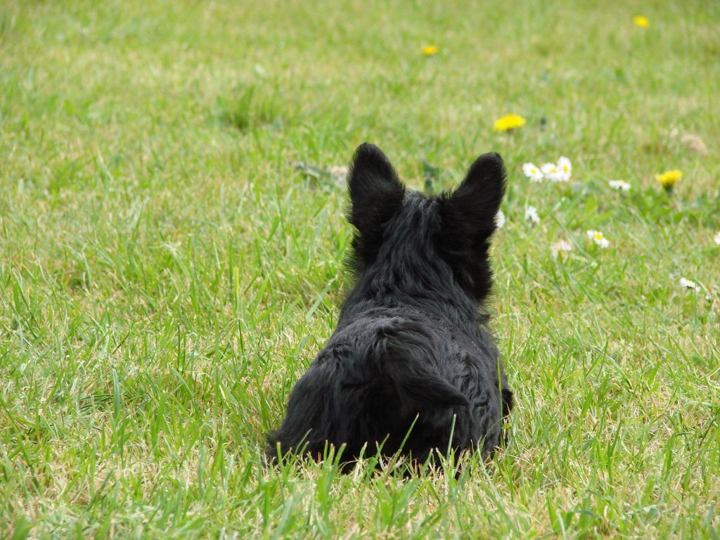 du mont de la chenaie - Scottish Terrier - Portée née le 08/02/2020