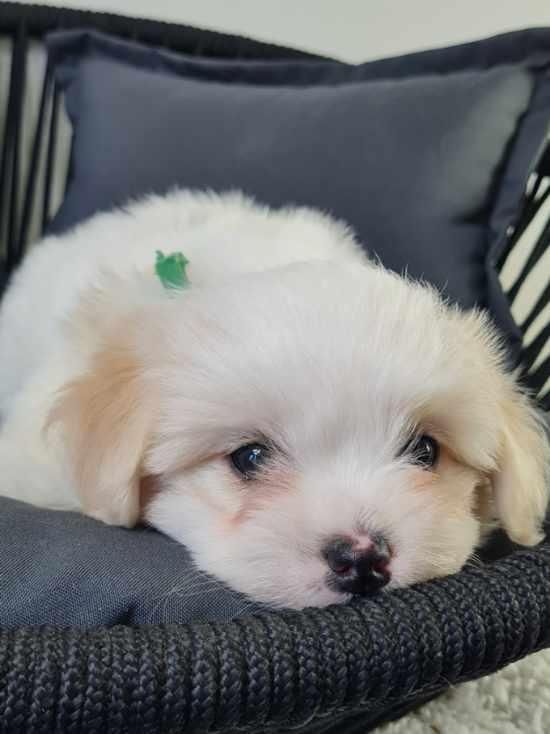 du mont de la chenaie - Coton de Tulear - Portée née le 01/04/2022