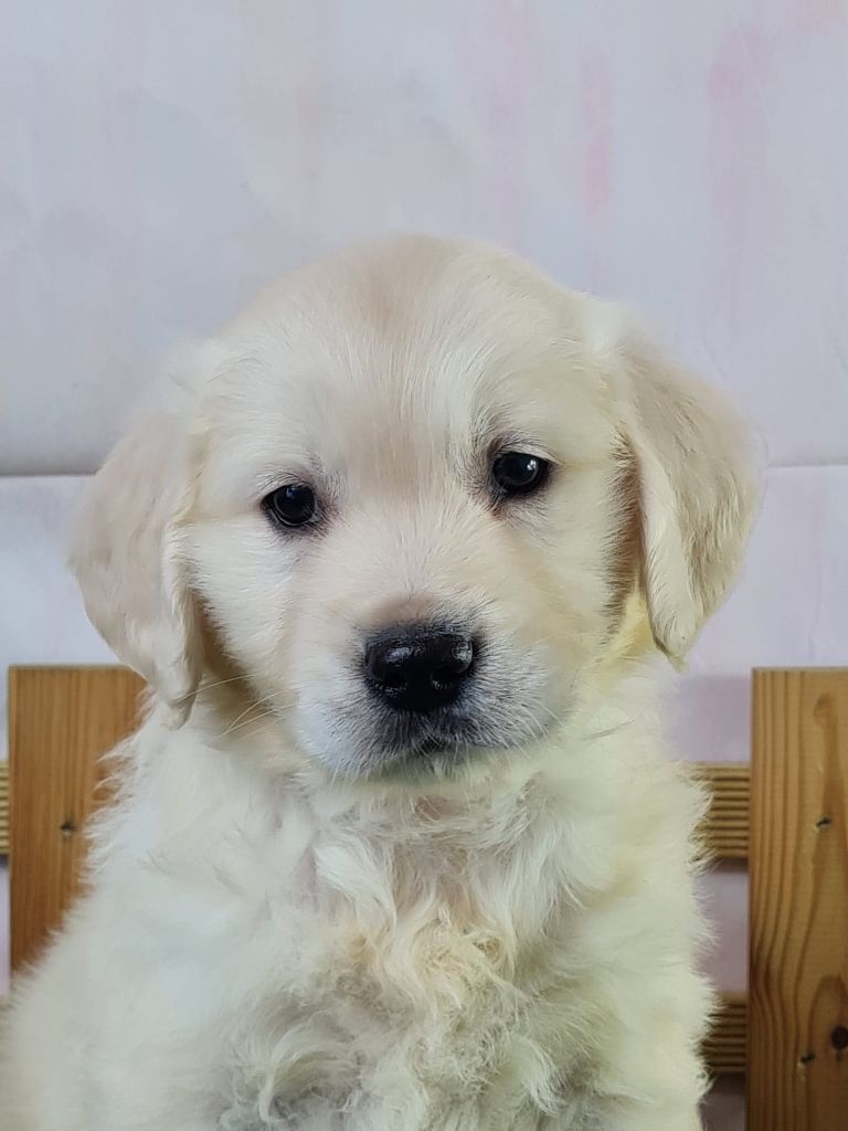 du mont de la chenaie - Chiots disponibles - Golden Retriever