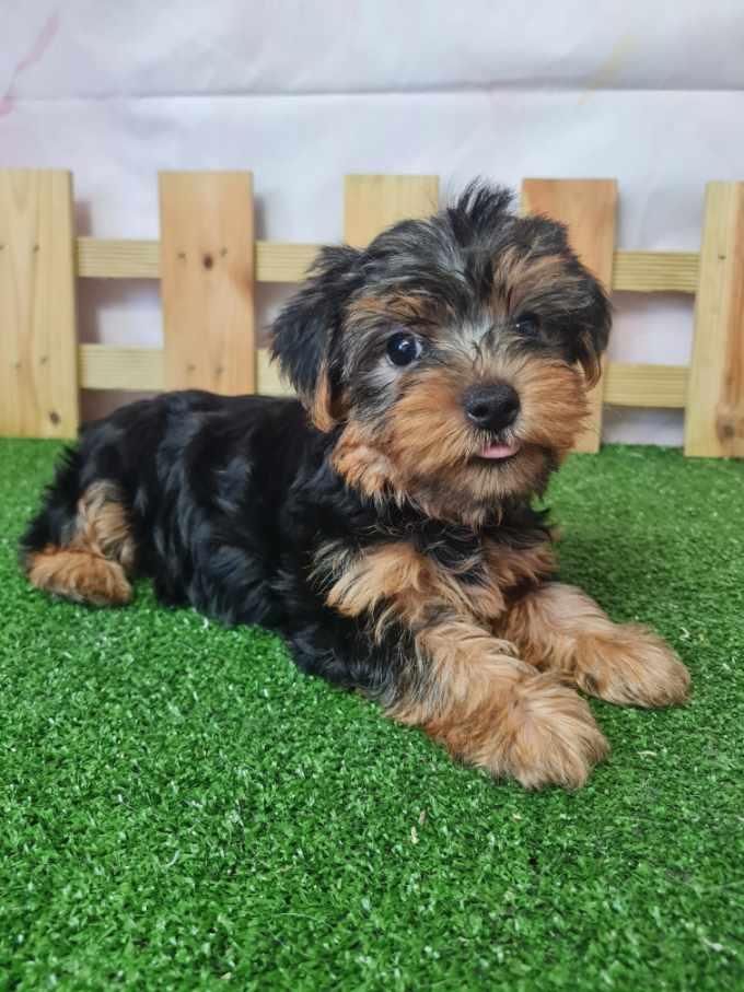 du mont de la chenaie - Yorkshire Terrier - Portée née le 13/07/2023