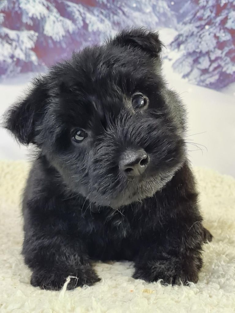du mont de la chenaie - Scottish Terrier - Portée née le 28/03/2023