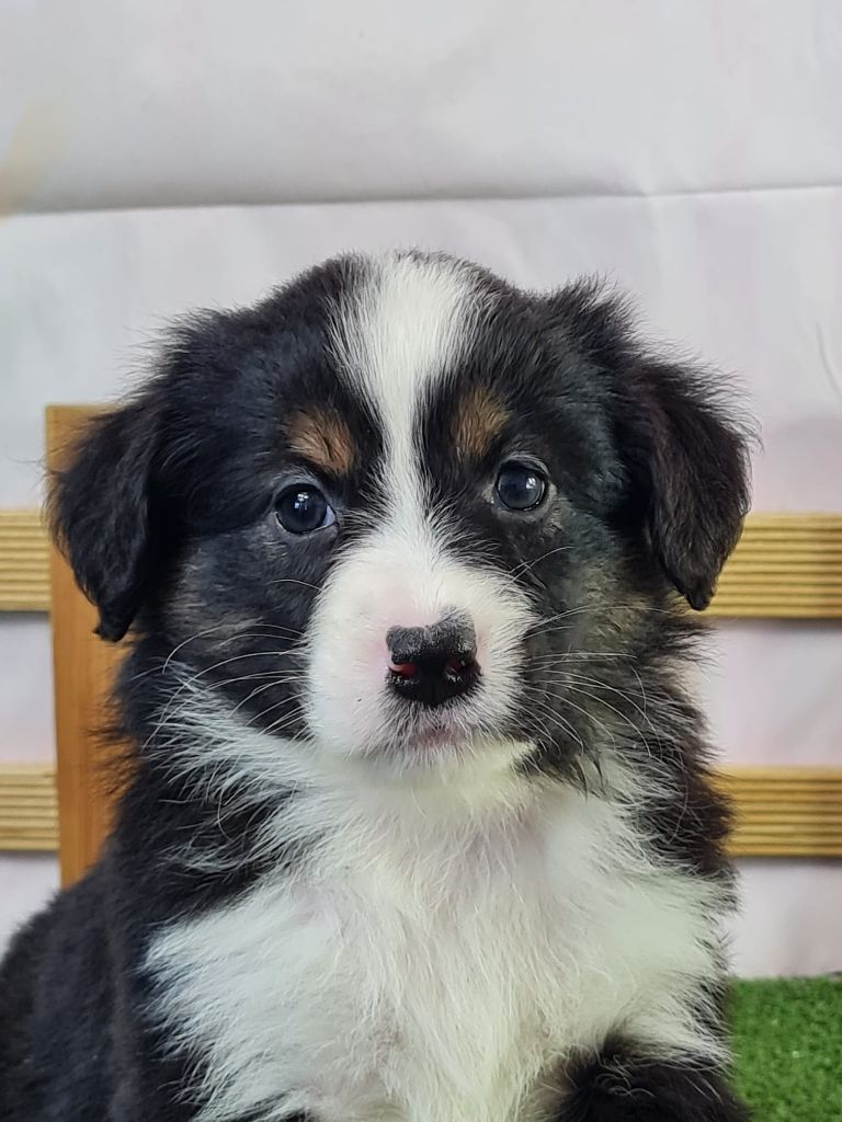 du mont de la chenaie - Chiots disponibles - Berger Américain Miniature 