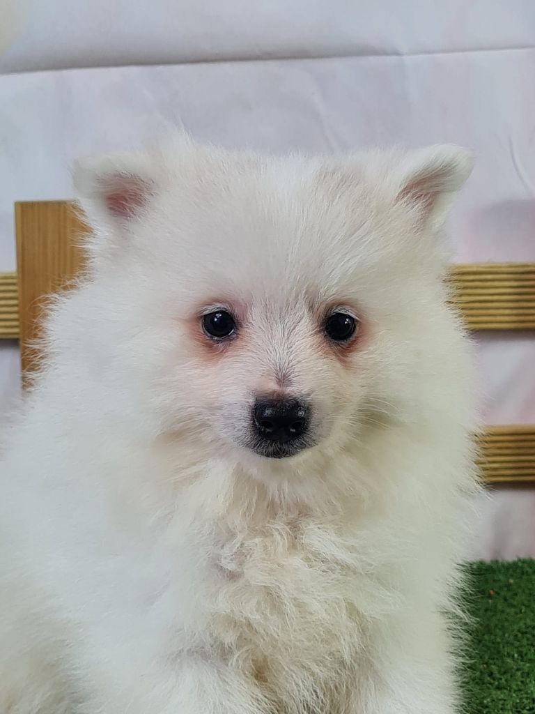 du mont de la chenaie - Chiots disponibles - Volpino Italiano