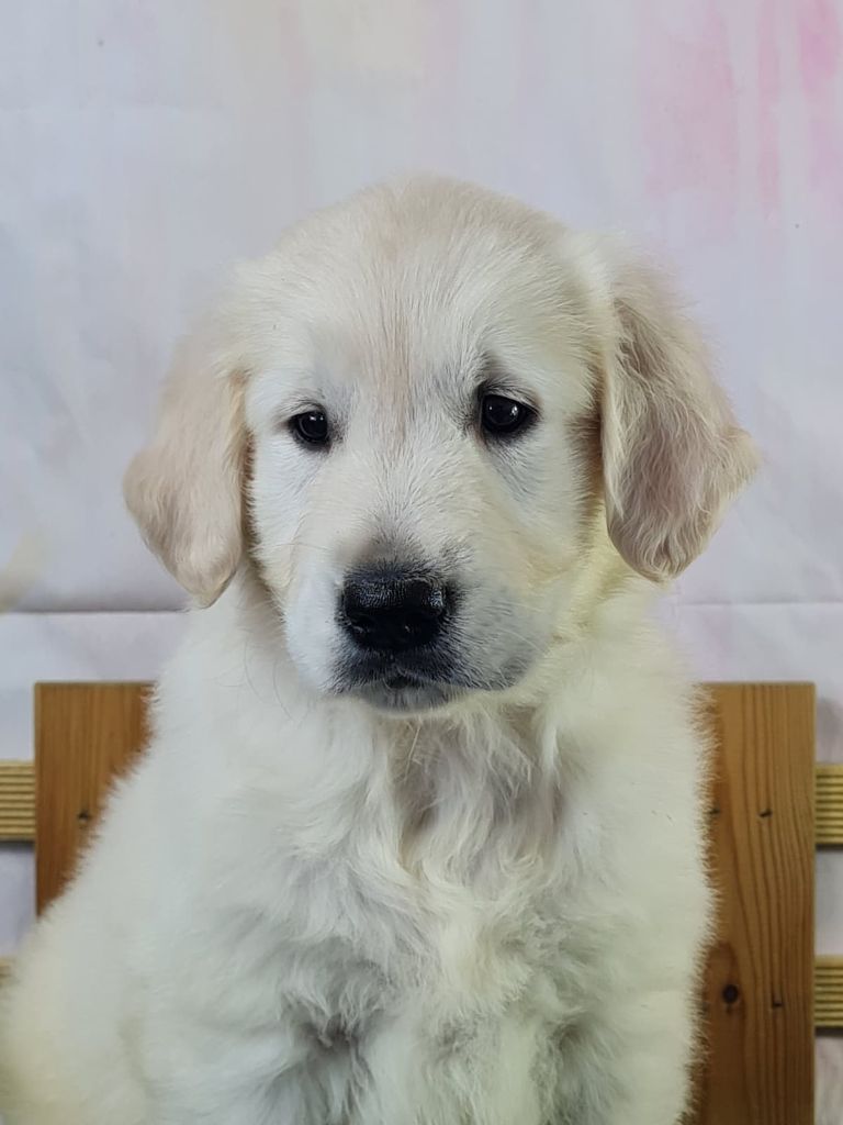 du mont de la chenaie - Chiots disponibles - Golden Retriever