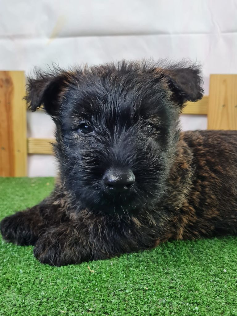 du mont de la chenaie - Scottish Terrier - Portée née le 12/06/2025