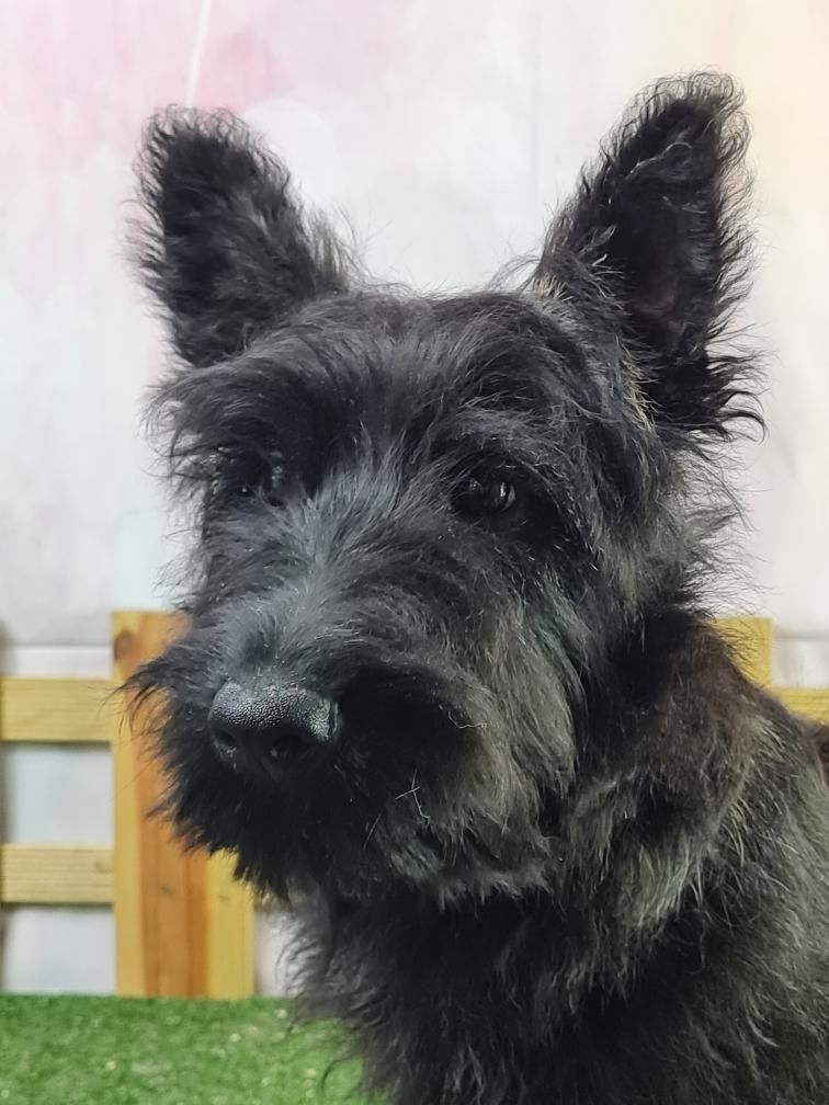 du mont de la chenaie - Scottish Terrier - Portée née le 19/10/2023