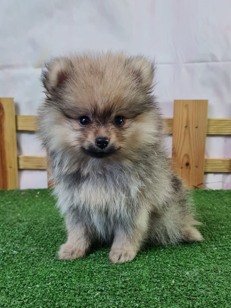 du mont de la chenaie - Chiots disponibles - Spitz allemand
