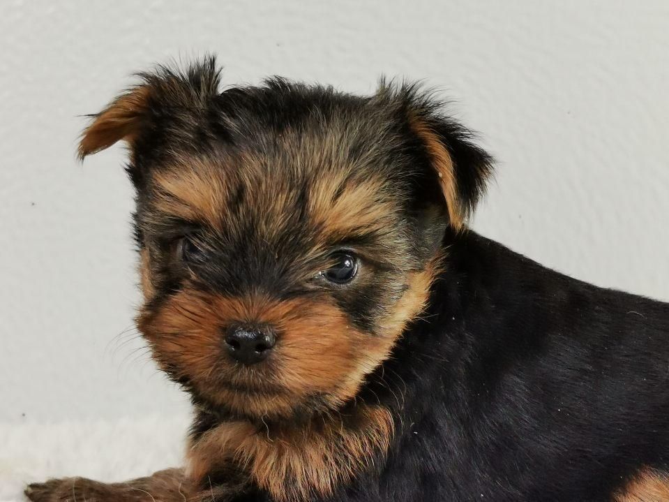 du mont de la chenaie - Yorkshire Terrier - Portée née le 03/02/2021
