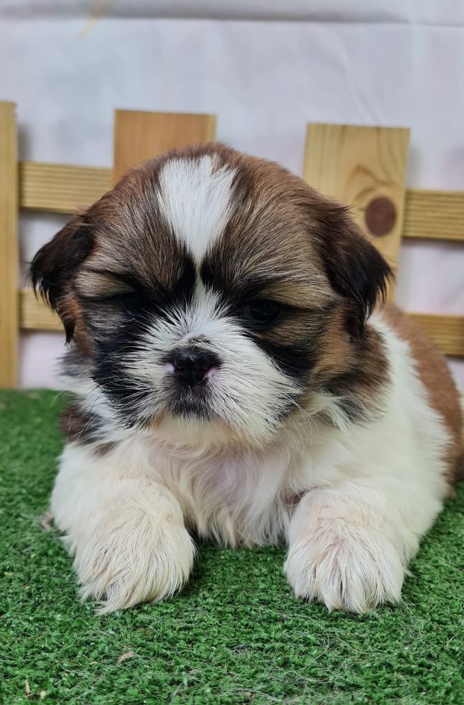 du mont de la chenaie - Chiots disponibles - Shih Tzu
