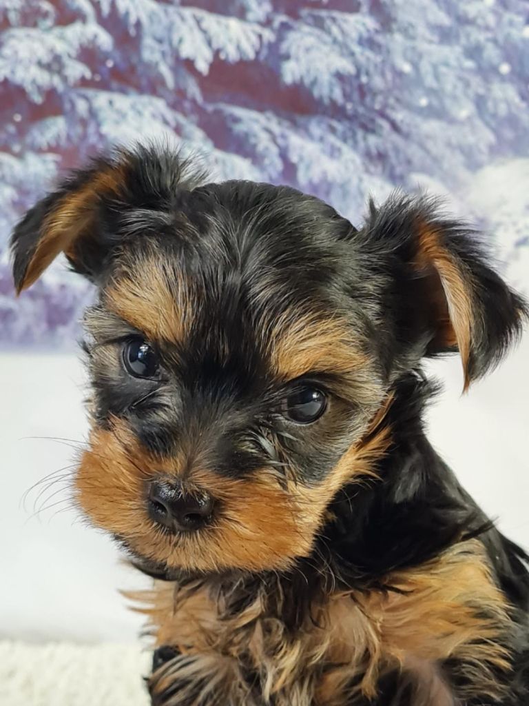 du mont de la chenaie - Yorkshire Terrier - Portée née le 22/02/2023