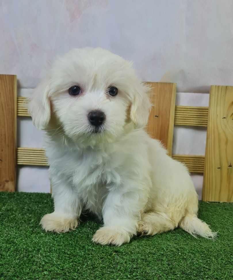 du mont de la chenaie - Coton de Tulear - Portée née le 03/11/2023