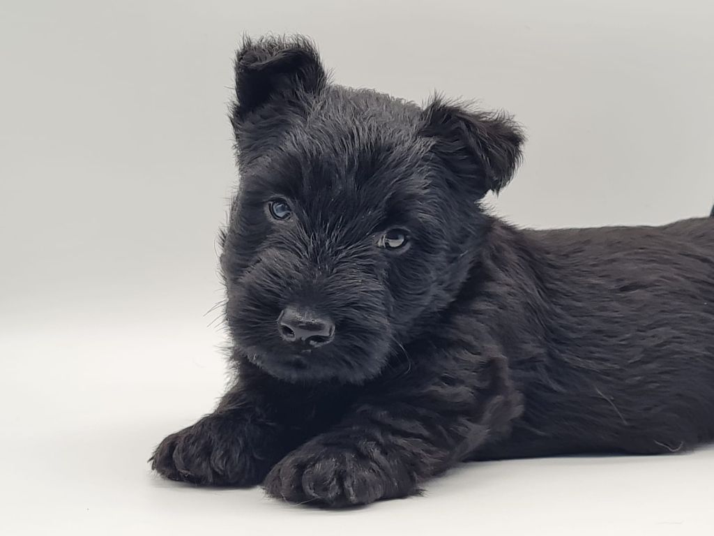 du mont de la chenaie - Chiots disponibles - Scottish Terrier