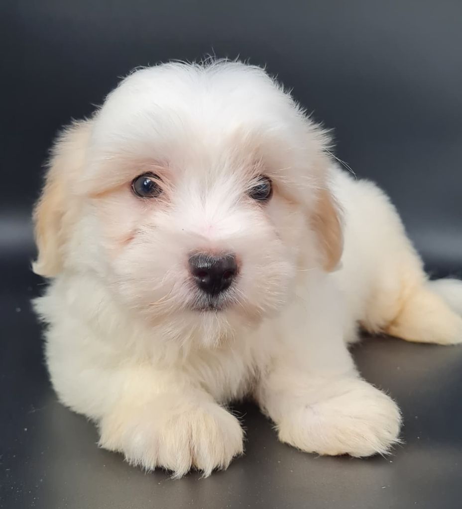 du mont de la chenaie - Chiots disponibles - Coton de Tulear