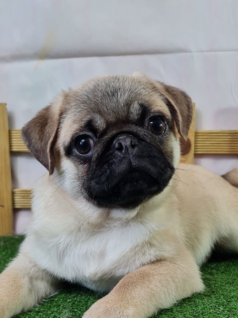 du mont de la chenaie - Carlin - Portée née le 01/03/2025