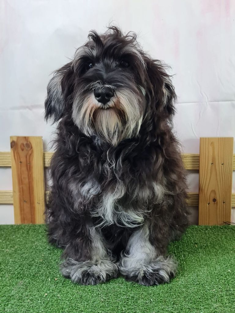 du mont de la chenaie - Chiots disponibles - Schnauzer miniature