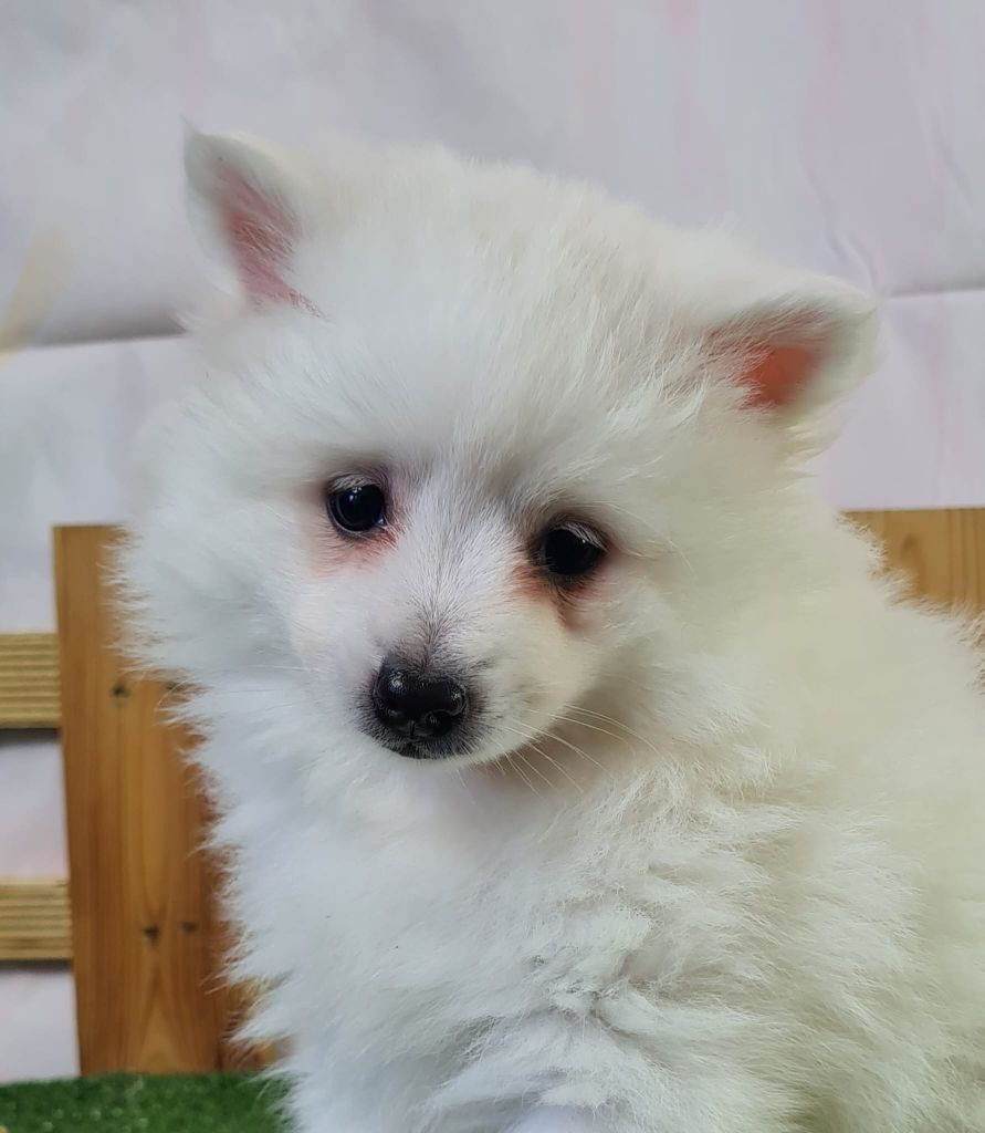 du mont de la chenaie - Chiots disponibles - Volpino Italiano
