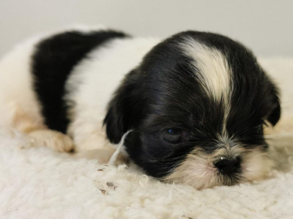 du mont de la chenaie - Shih Tzu - Portée née le 02/02/2022