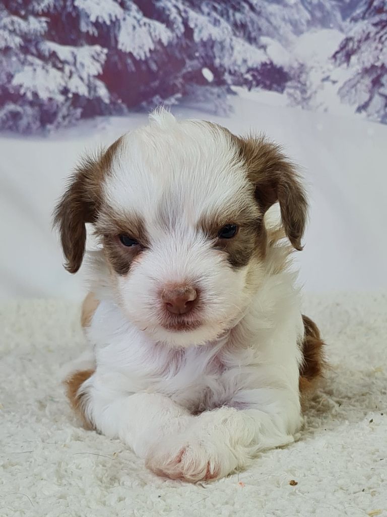 du mont de la chenaie - Chiots disponibles - Chien chinois à crête