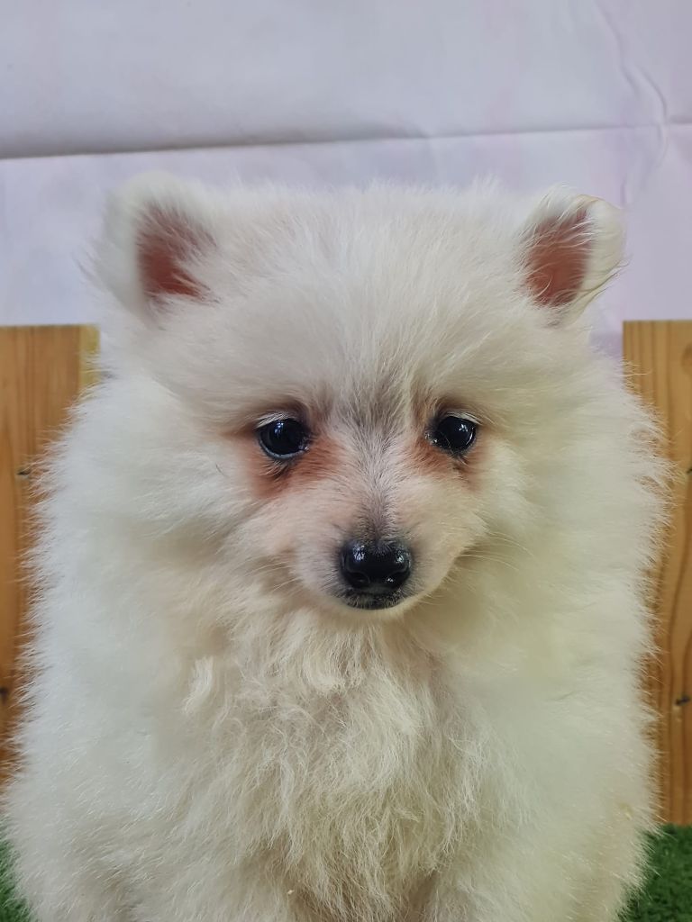 du mont de la chenaie - Chiots disponibles - Volpino Italiano