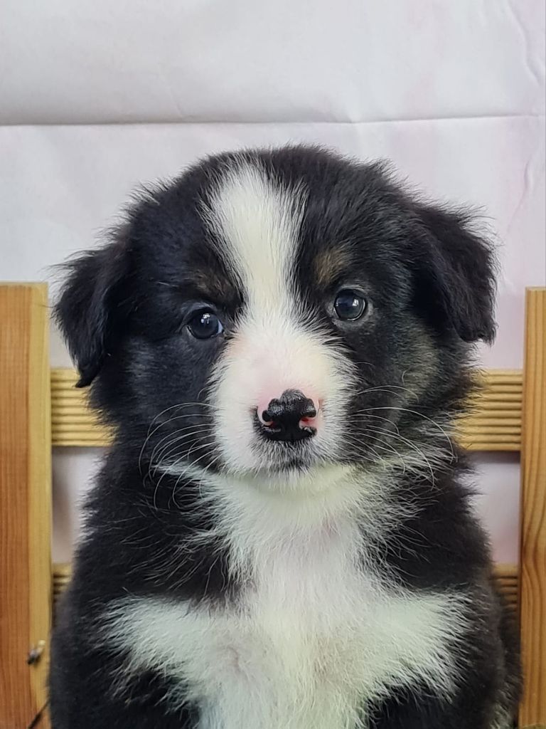 du mont de la chenaie - Chiots disponibles - Berger Américain Miniature 