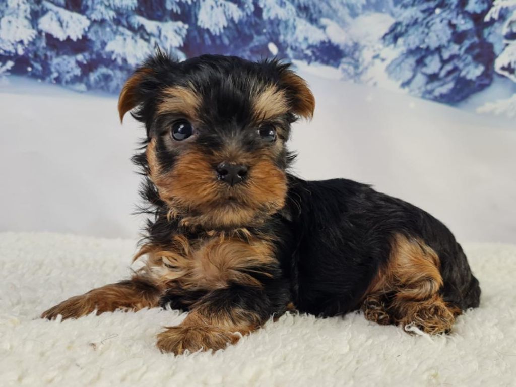 du mont de la chenaie - Yorkshire Terrier - Portée née le 09/12/2022
