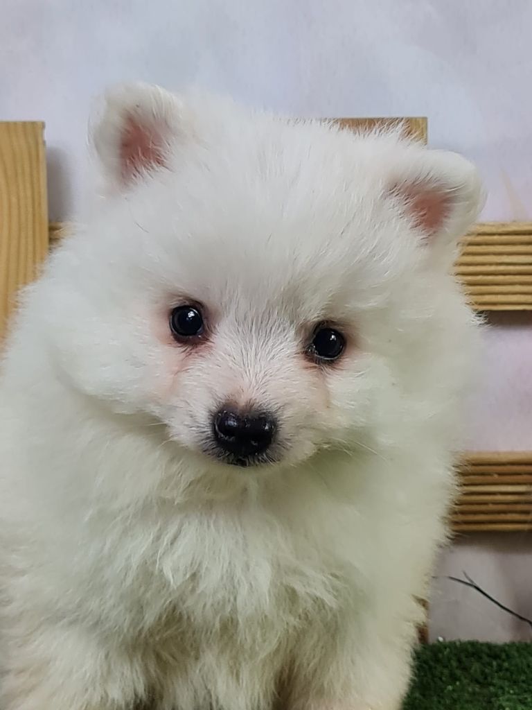 du mont de la chenaie - Chiots disponibles - Volpino Italiano