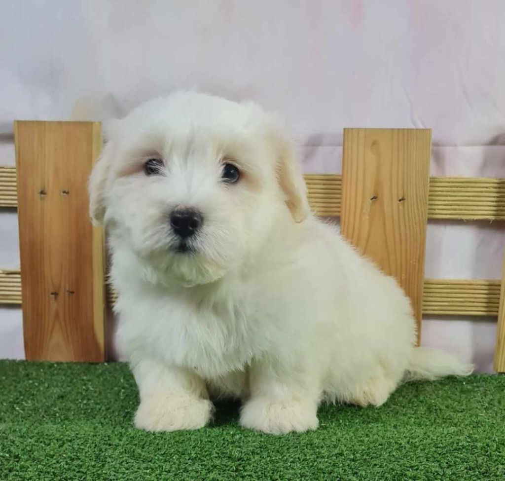 du mont de la chenaie - Coton de Tulear - Portée née le 23/10/2023