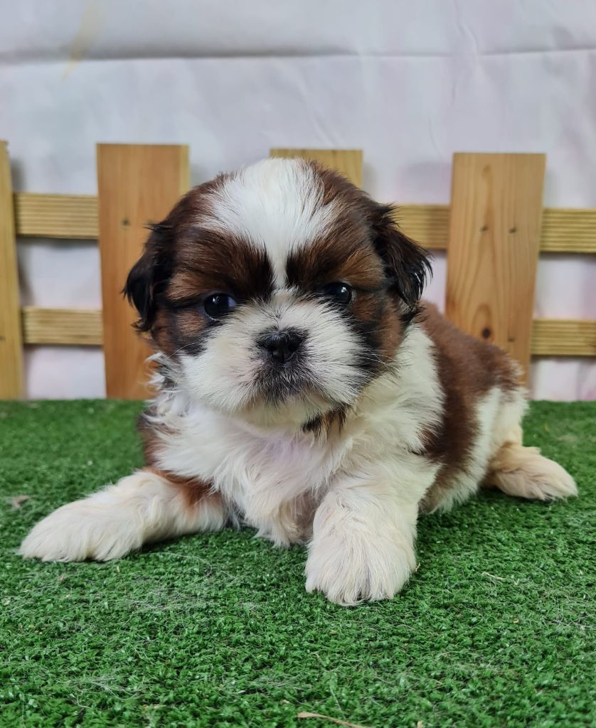 du mont de la chenaie - Shih Tzu - Portée née le 22/05/2025