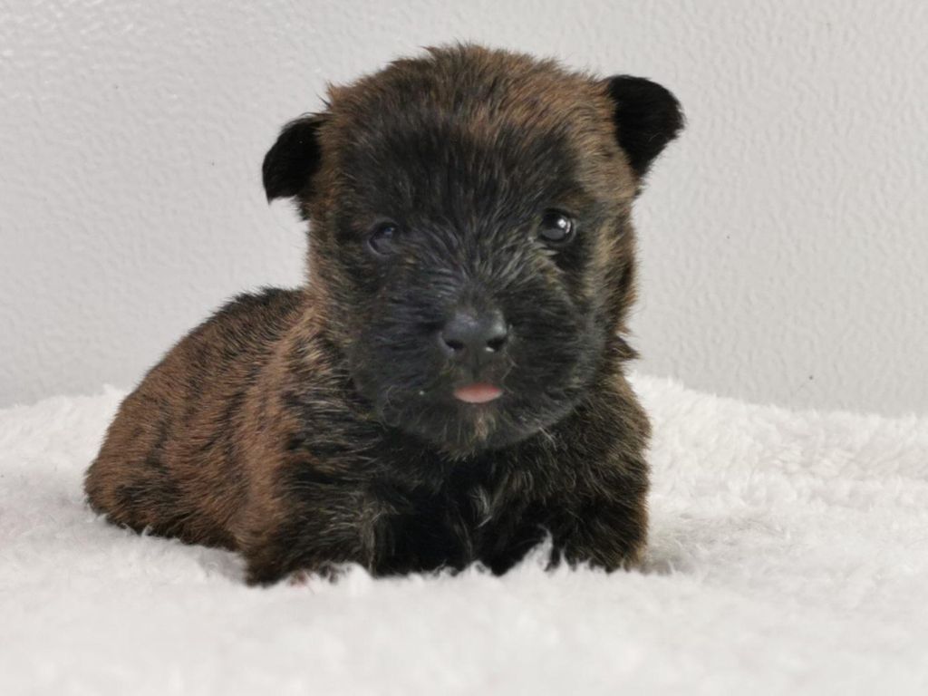 du mont de la chenaie - Scottish Terrier - Portée née le 22/02/2021