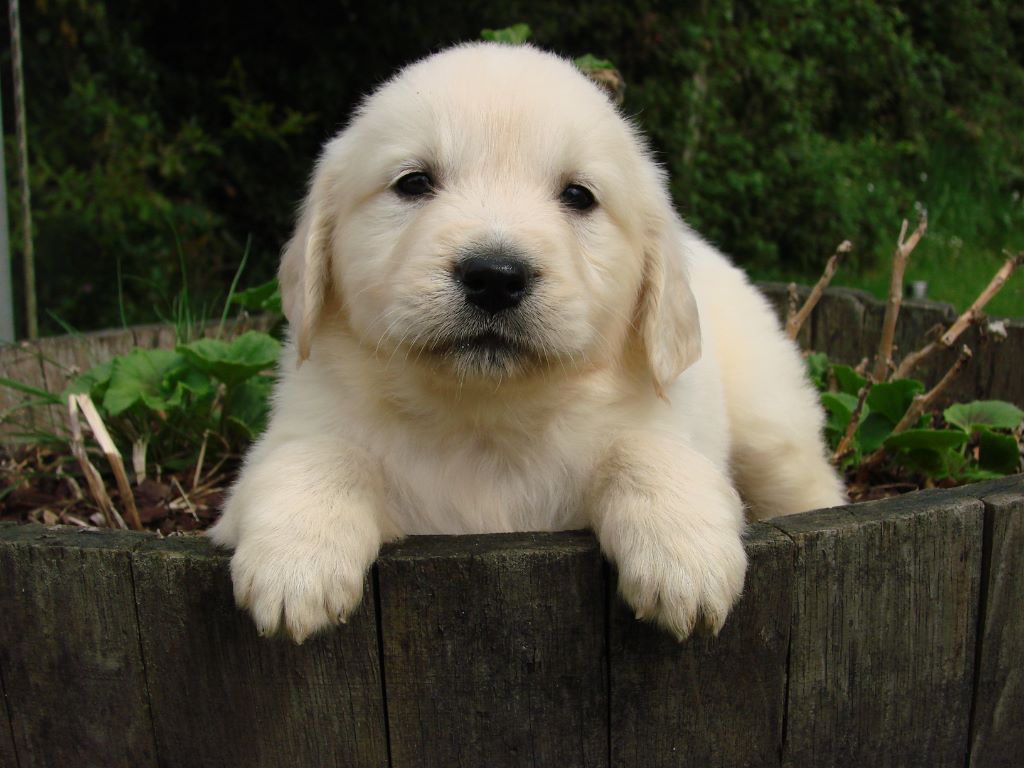 du mont de la chenaie - Golden Retriever - Portée née le 11/03/2020