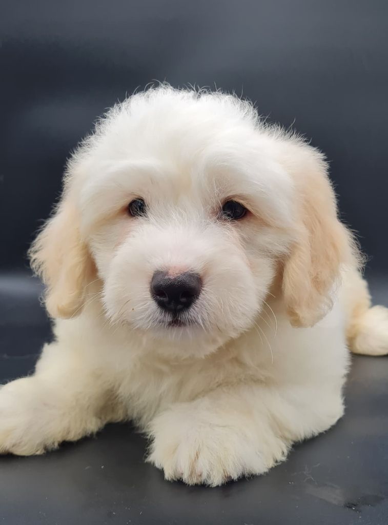 du mont de la chenaie - Chiots disponibles - Coton de Tulear