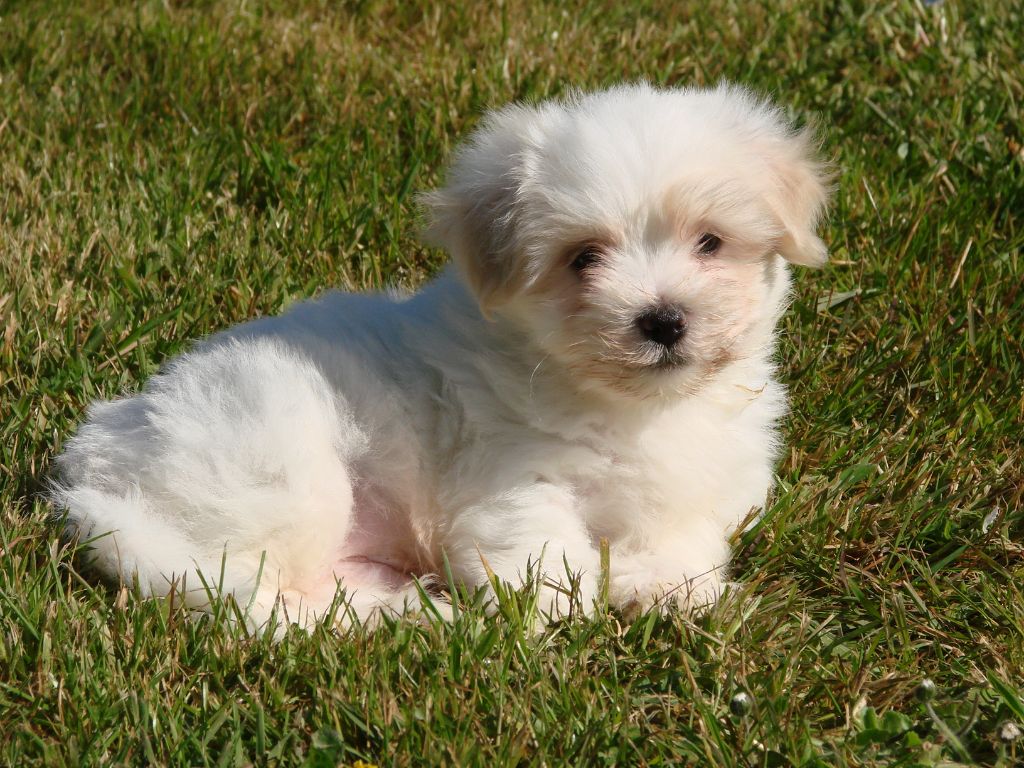 du mont de la chenaie - Coton de Tulear - Portée née le 12/02/2020