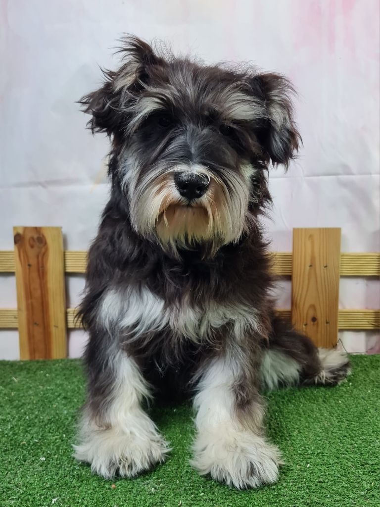 du mont de la chenaie - Chiots disponibles - Schnauzer miniature