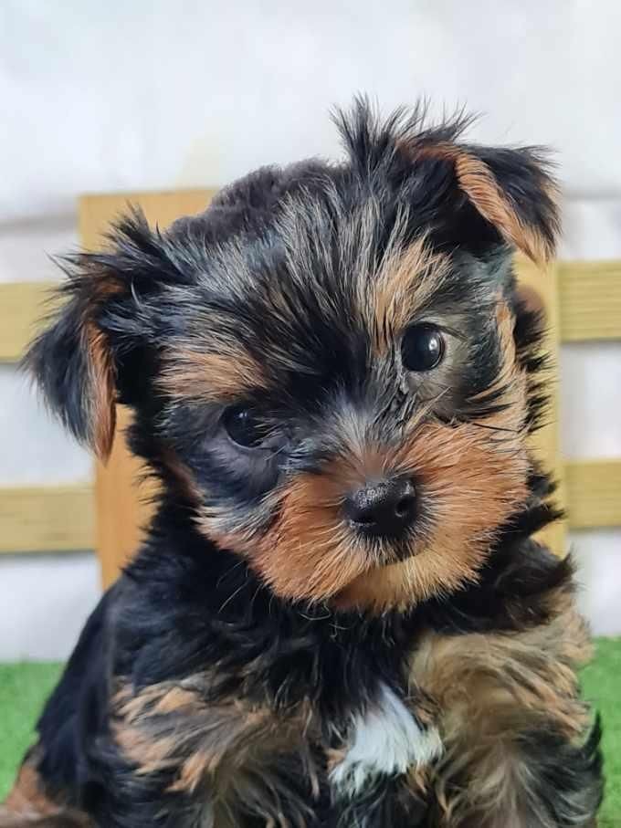 du mont de la chenaie - Yorkshire Terrier - Portée née le 26/03/2024