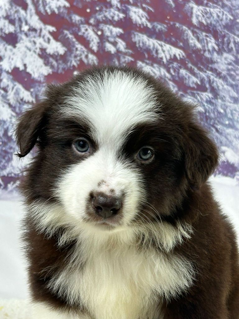 du mont de la chenaie - Chiots disponibles - Berger Américain Miniature 