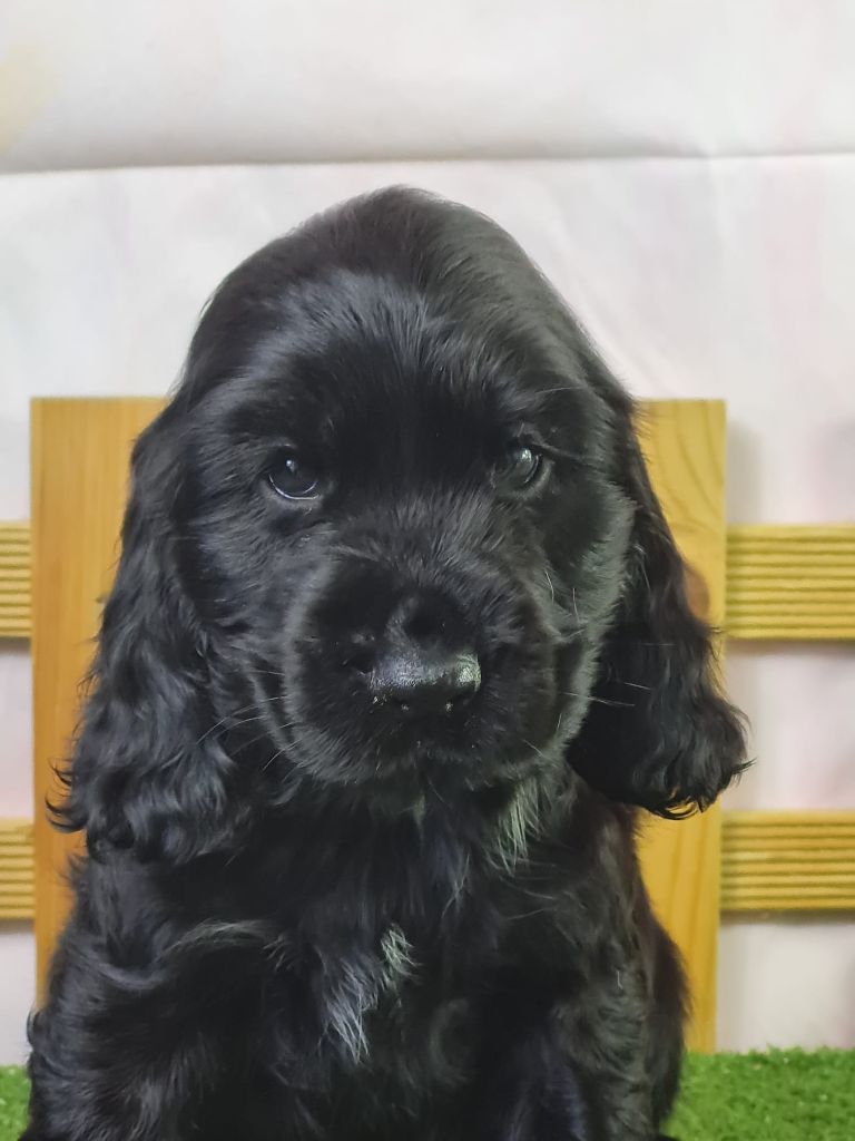 du mont de la chenaie - Chiots disponibles - Cocker Spaniel Anglais